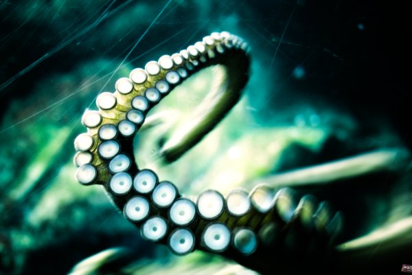 Kraken 11at
