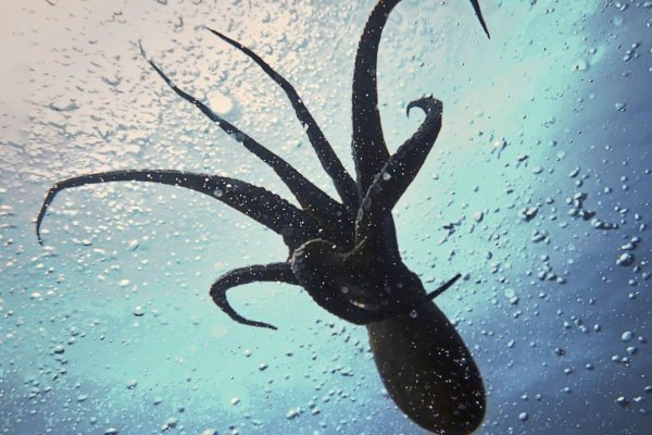 Kraken зеркало krakens13 at